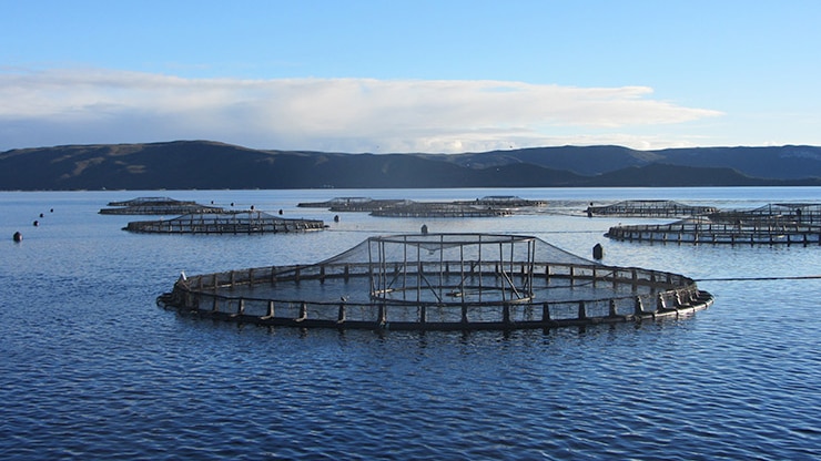 Corrales de salmón Tassal en Macquarie Harbour, suroeste de Tasmania.