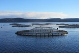 Tassal salmon pens in Macquarie Harbour
