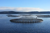 Tassal salmon pens in Macquarie Harbour, southwest Tasmania