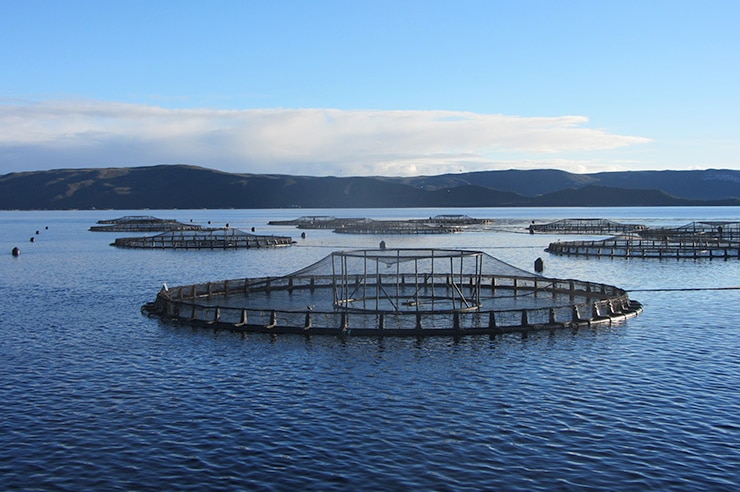 Tassal salmon pens in Macquarie Harbour, southwest Tasmania.