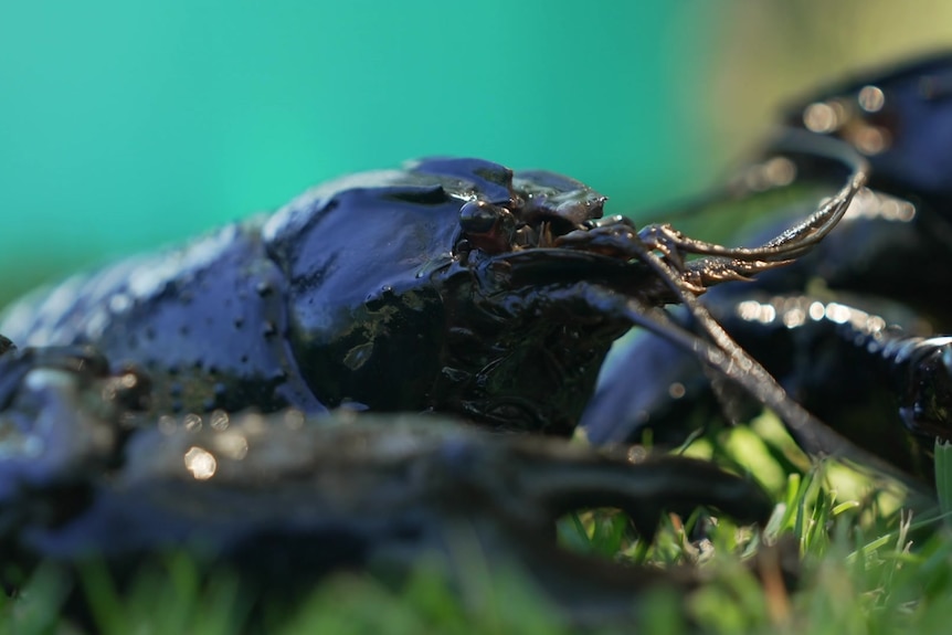 Photo of a blue marron on grass.