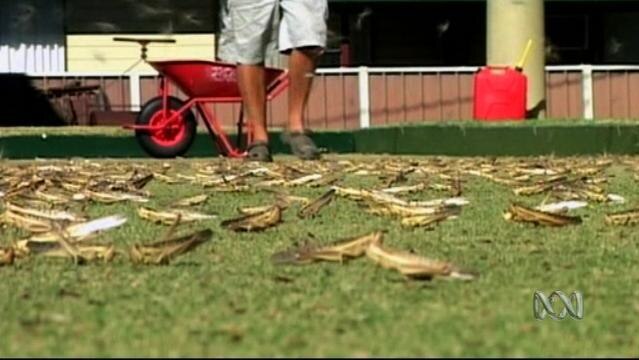 Man's legs stand on lawn covered with locusts