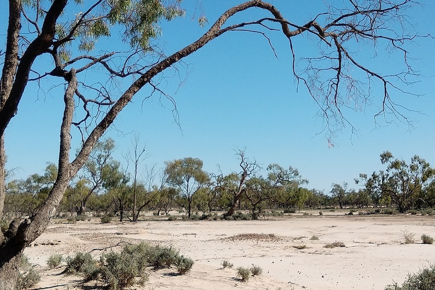 Trees with bare branches on dry sandy soil