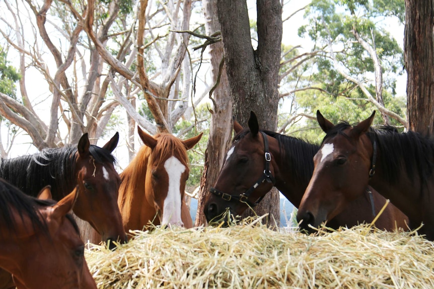 The horses required around-the-clock care as they recovered their strength.