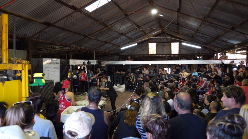 People crowd around a shearing shed and witness Lou Brown shearing sheep.