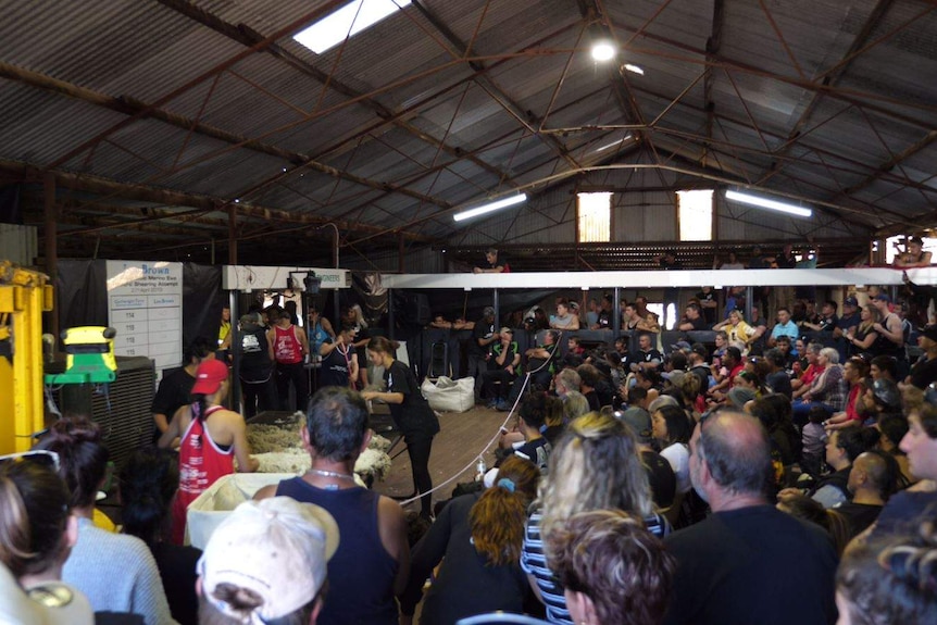 People crowd around a shearing shed and witness Lou Brown shearing sheep.