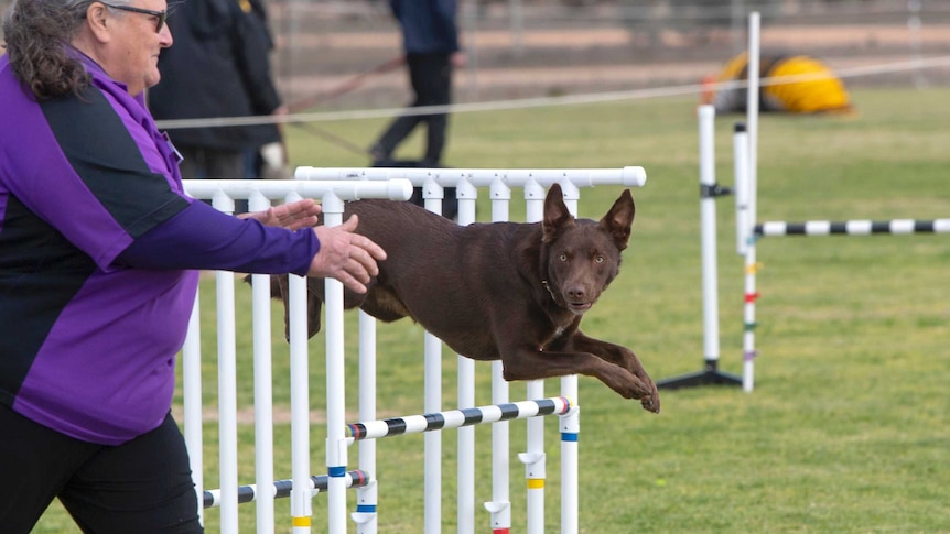 A brown dog is jumping over a pole. A woman with a purple shirt is running alongside it.