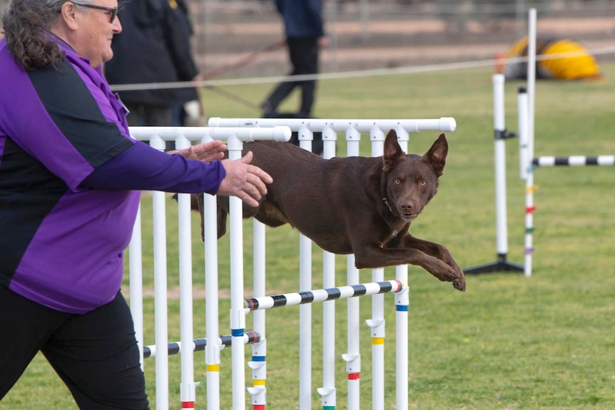 A brown dog is jumping over a pole. A woman with a purple shirt is running alongside it.