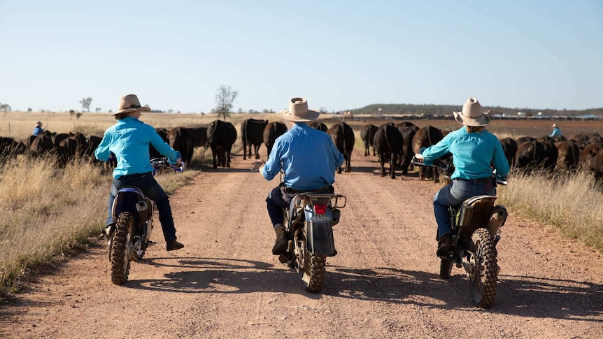Three people sit on motorbikes while moving cattle in a paddock.
