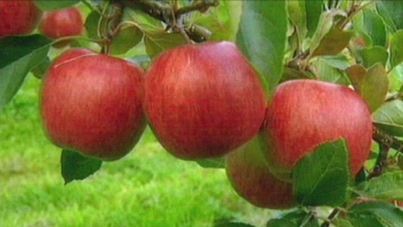 Apples in an orchard