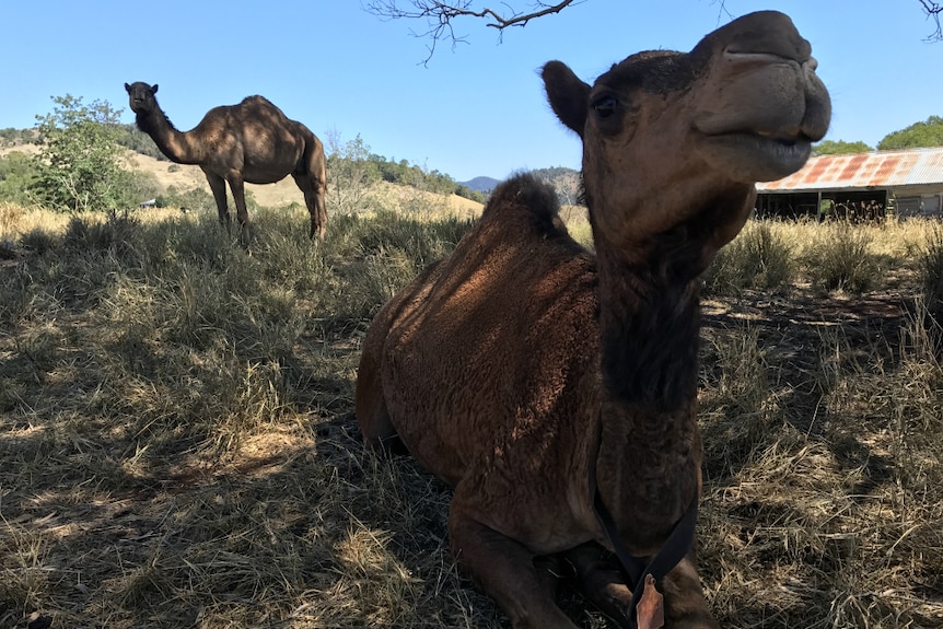 A camel sitting with a camel standing behind it.