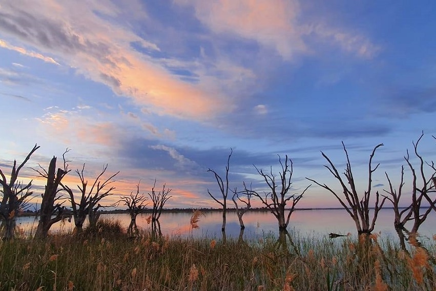 A sunset over a lake with trees can be seen. There's reeds blowing in the breeze and the sky is a mix of blue and peach.