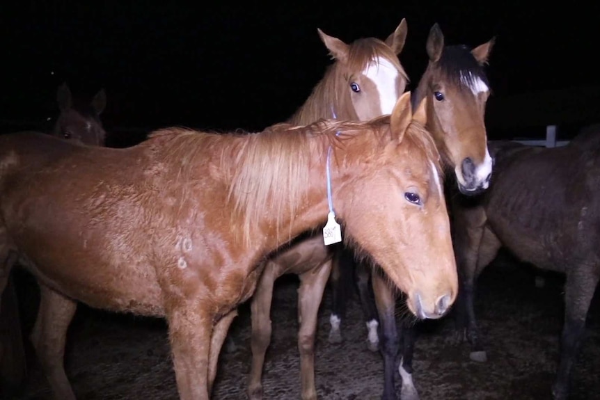 Three brown horses stand together