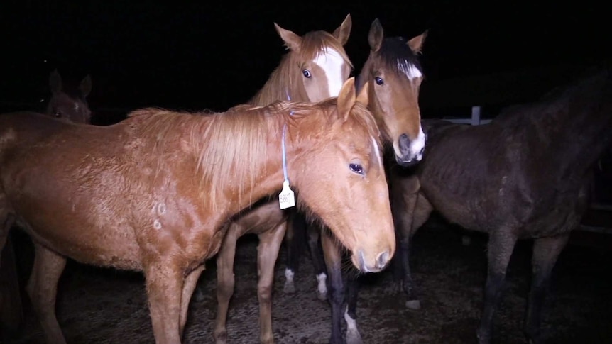 Three brown horses stand together