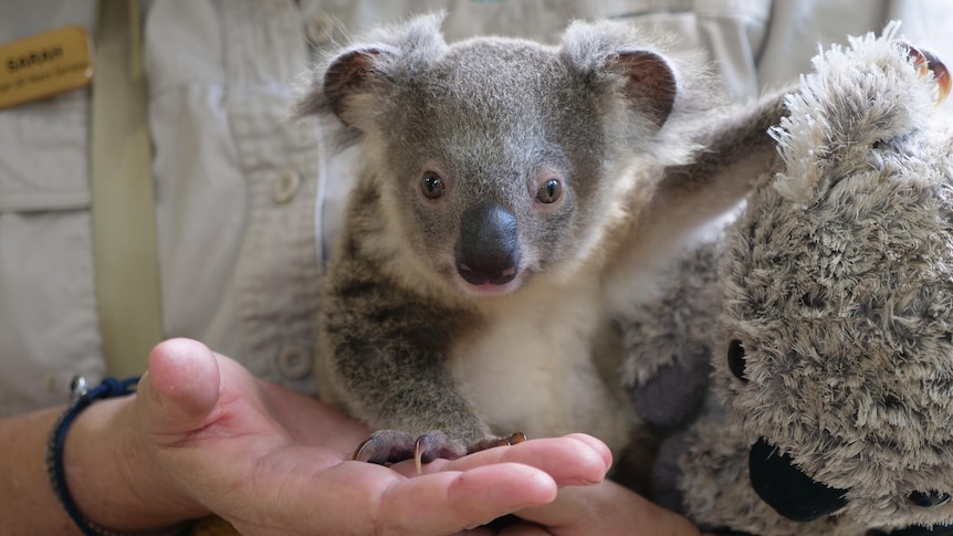 Super cute baby koala and mother just hanging out, looking like