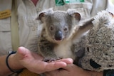 A baby koala being held by woman in khaki, paw resting in palm of carer's hand and clutching koala stuffed toy