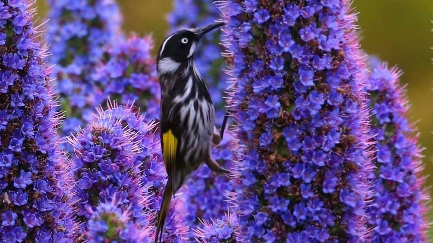 A honeyeater bird sits on a purple flower.
