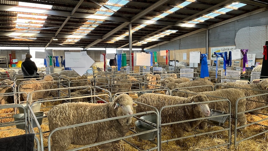 A number of sheep stand quietly in pens at the Campbell Town Show in Tasmania