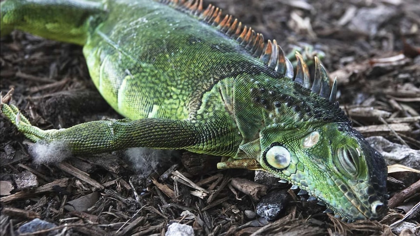 An Iguana unconscious, laying on the ground.