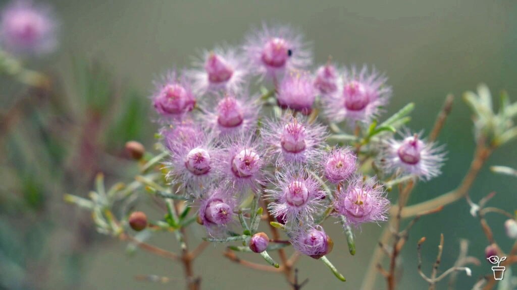 Pink flowers of a woolly featherflower plant.
