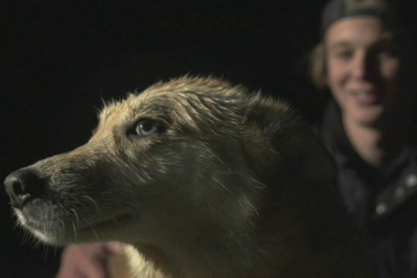 A dog looks at the camera sideways with his owner in the background