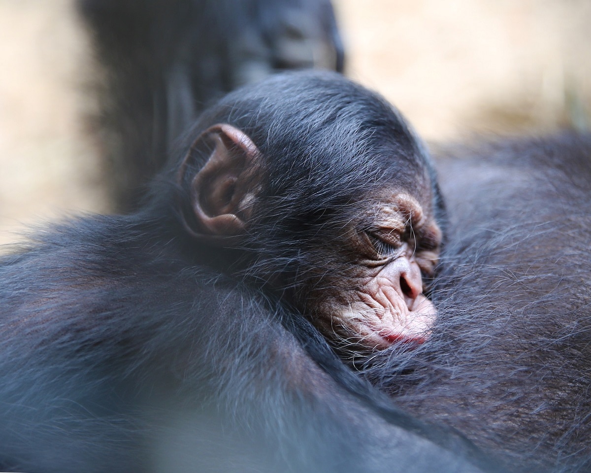 A baby chimpanzee sleeps on its mother's chest, eyes closed, face squished up.