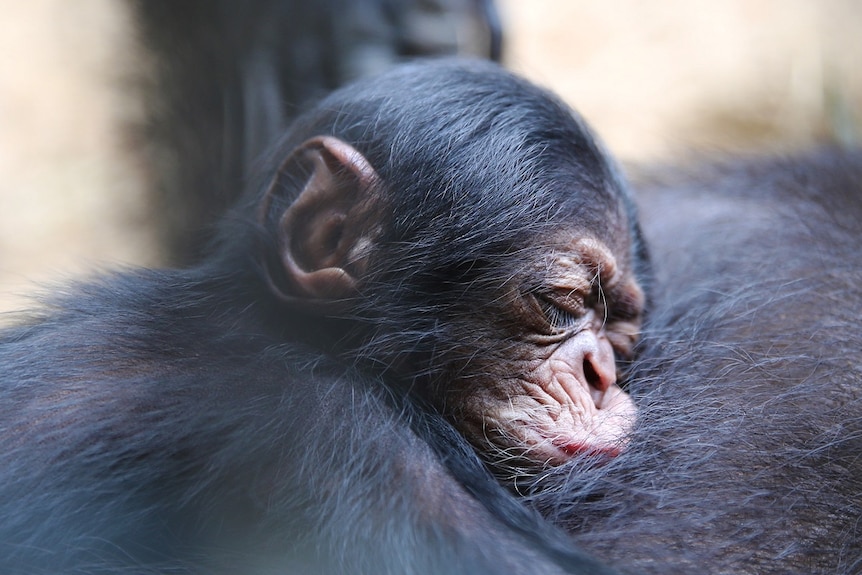 A baby chimpanzee sleeps on its mother's chest, eyes closed, face squished up.