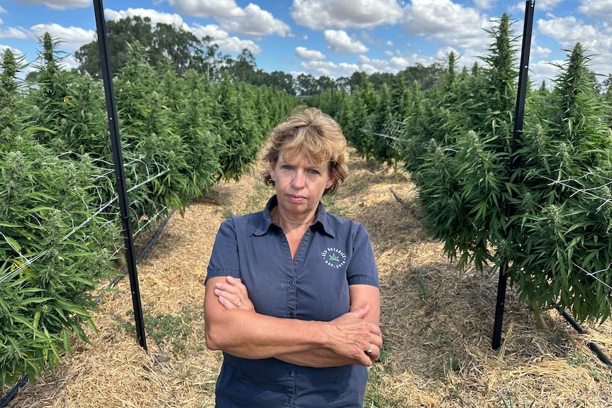 A woman with short hair stands among marijuana plants on a farm.