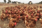 Hens at Majura Valley Free Range Eggs in Canberra.