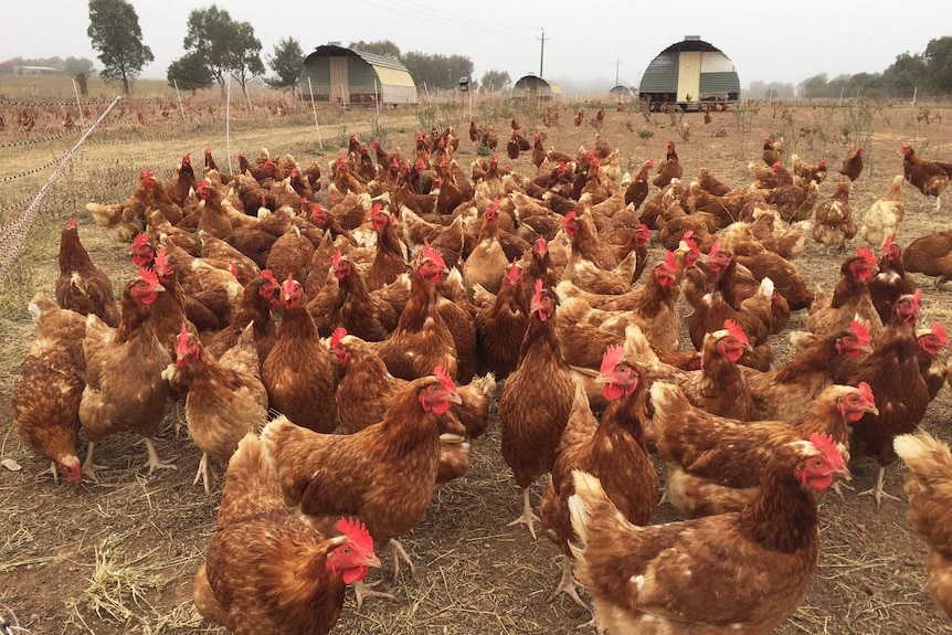 Hens at Majura Valley Free Range Eggs in Canberra.