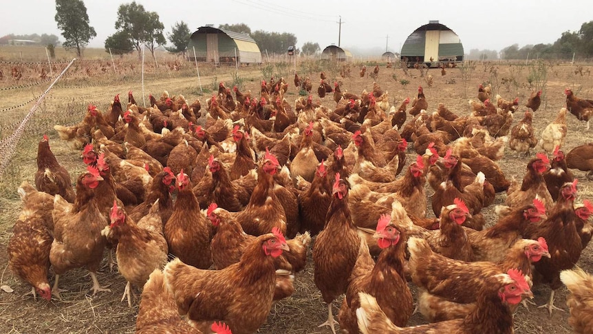 Hens at Majura Valley Free Range Eggs in Canberra.