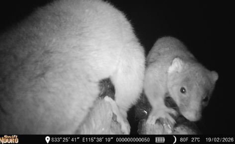 A night vision image of two ringtail possums crawling across a rope bridge toward the camera.