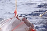 The Yushin Maru hauls in a captured whale