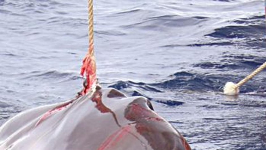 The Yushin Maru hauls in a captured whale