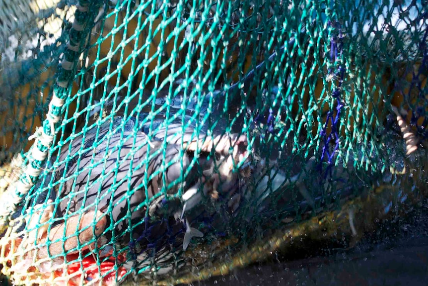 Dolphins get caught in trawl nets