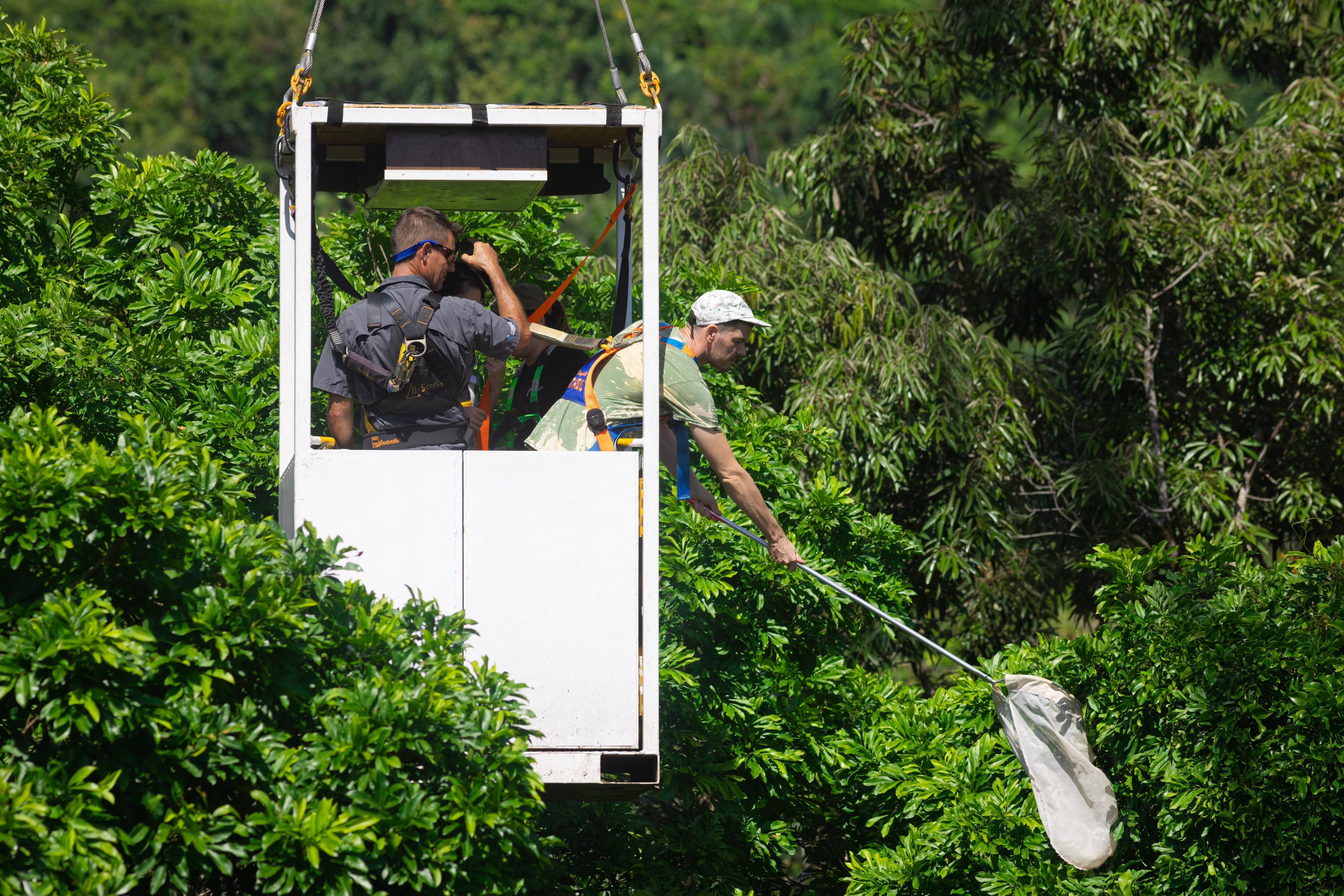 Canopy science Discovering the 'eighth continent' in the treetops