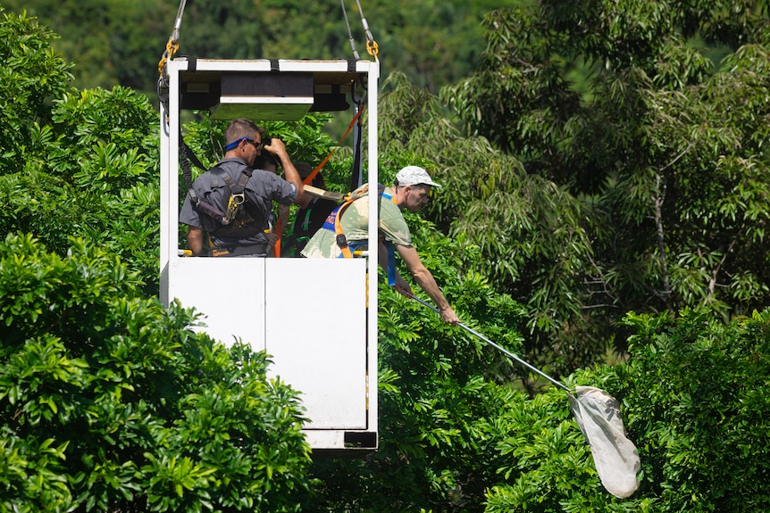 Entomology students collecting from crane gondola in the Daintree Rainforest