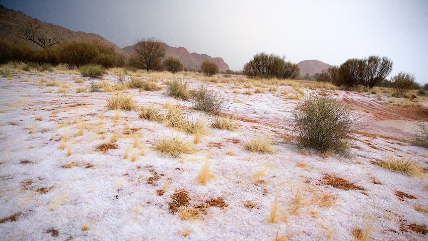 Hail in a desert landscape with red hills in the background and red dirt and spiky grass in the foreground