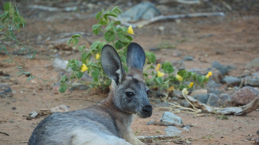 A grey common wallaroo resting.