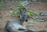 A grey common wallaroo resting.