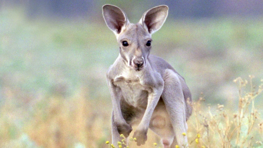A kangaroo joey