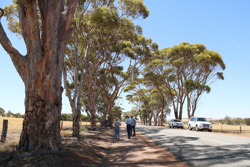 Tall trees along the side of a rural road.