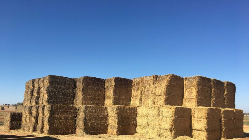 Bales of hay stacked in a large pile.