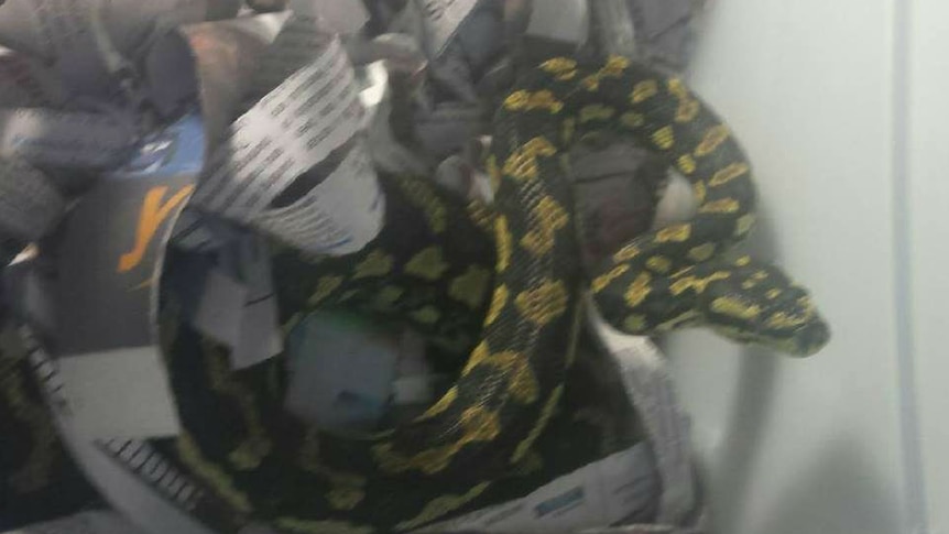 A yellow and black snake in a box of newspaper strips.