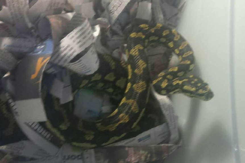 A yellow and black snake in a box of newspaper strips.