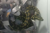 A yellow and black snake in a box of newspaper strips.