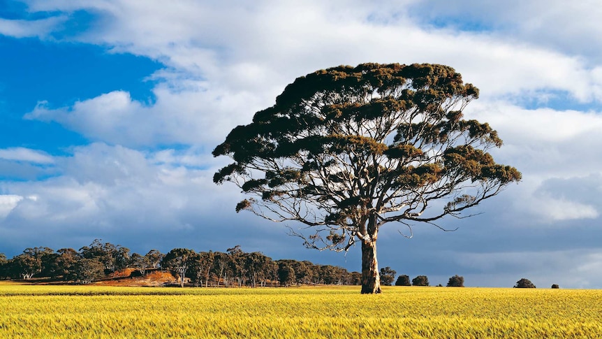 A single gum tree stands in a wheat field, WA