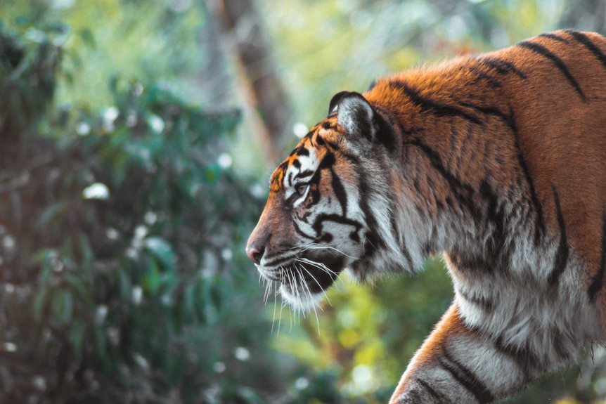 Side profile of a tiger as it walks through a forested area
