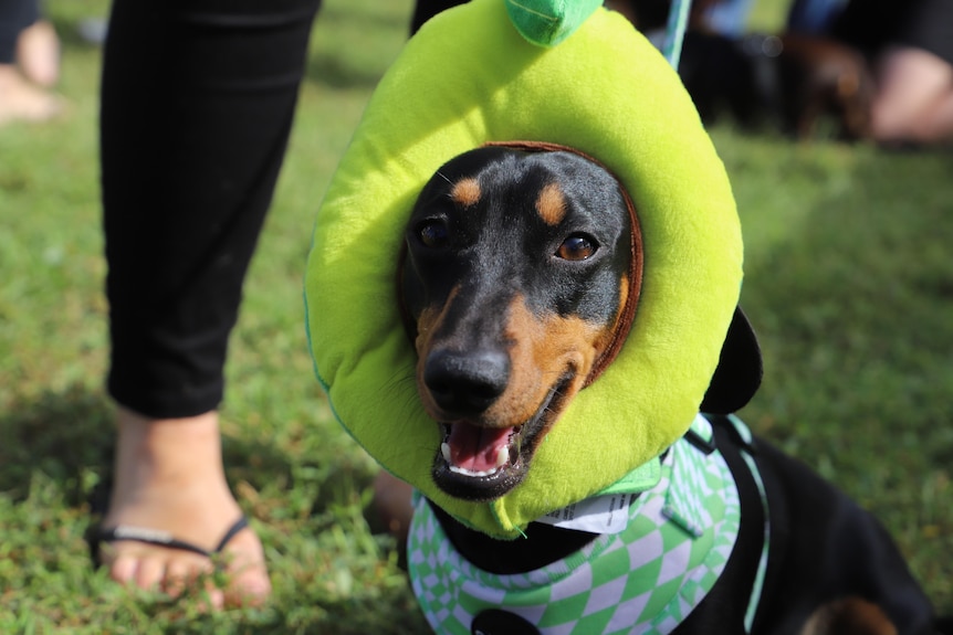 A close of of a black-and-tan Dachshund wearing an avocado costume around its head 