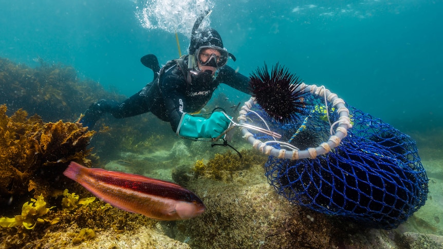 underwater shot of diver harvesting sea urchin